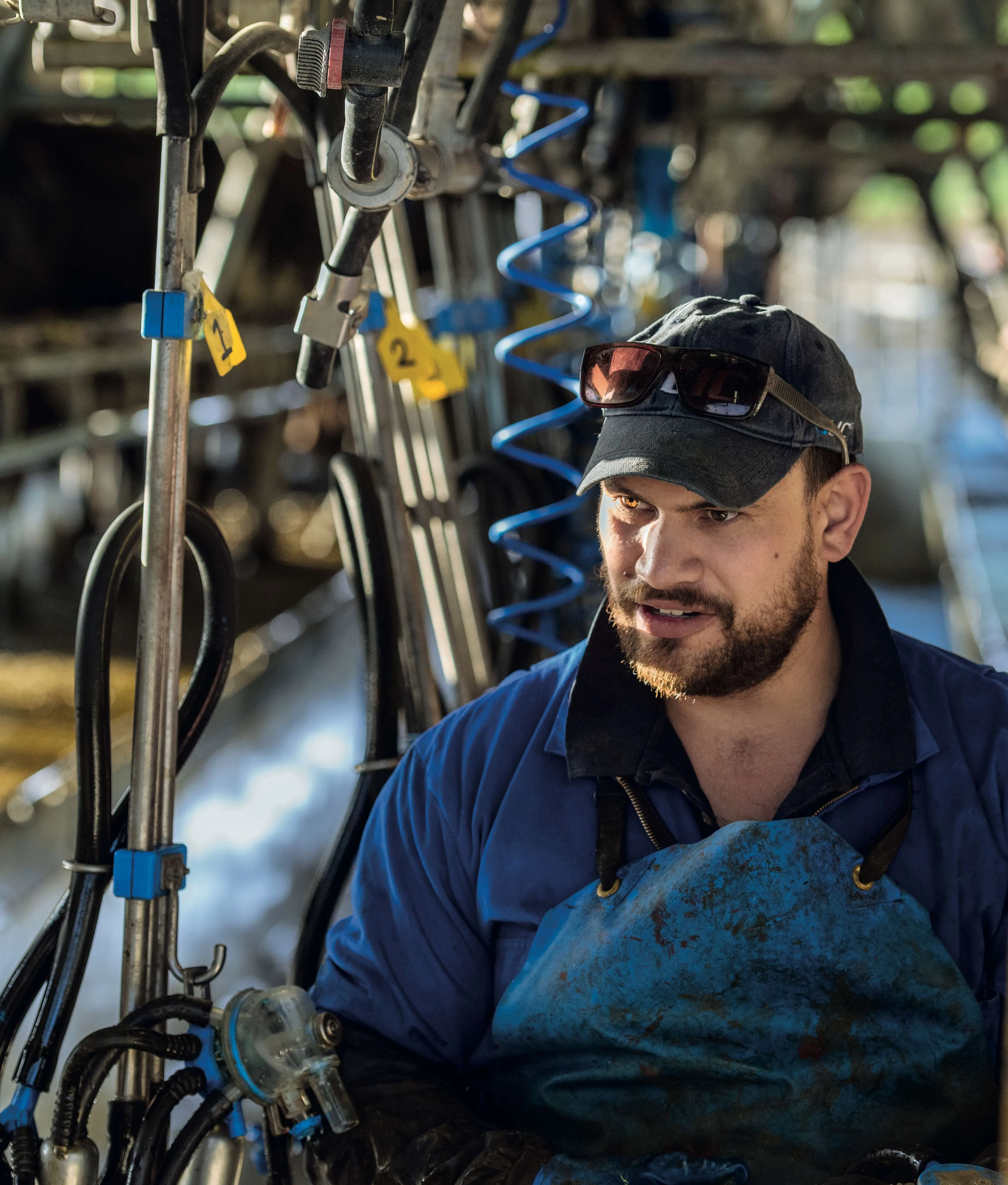 A man wearing a blue cap, sunglasses, and a blue apron stands amid dairy milking equipment in a barn, surrounded by hoses and metal machinery. He appears to be working or inspecting the area.