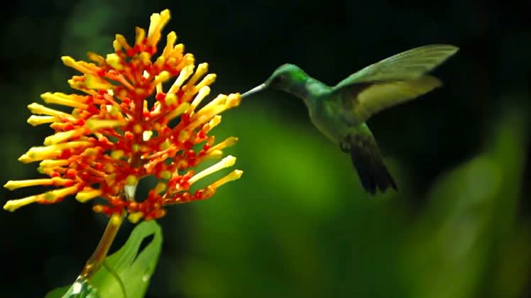 A green hummingbird hovers next to a vibrant yellow and orange flower, feeding on its nectar. The background is blurred with shades of green, highlighting the bird and flower.