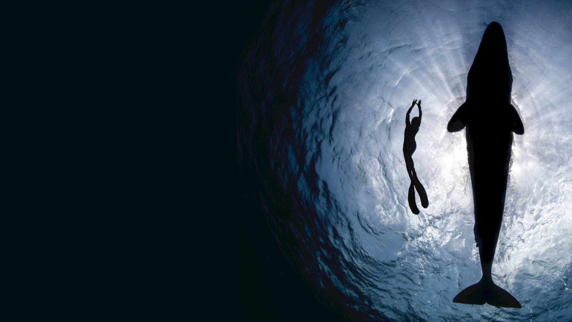 A silhouetted diver swims near a large whale in deep blue water, both seen from below with light streaming down from the surface, highlighting their size difference.
