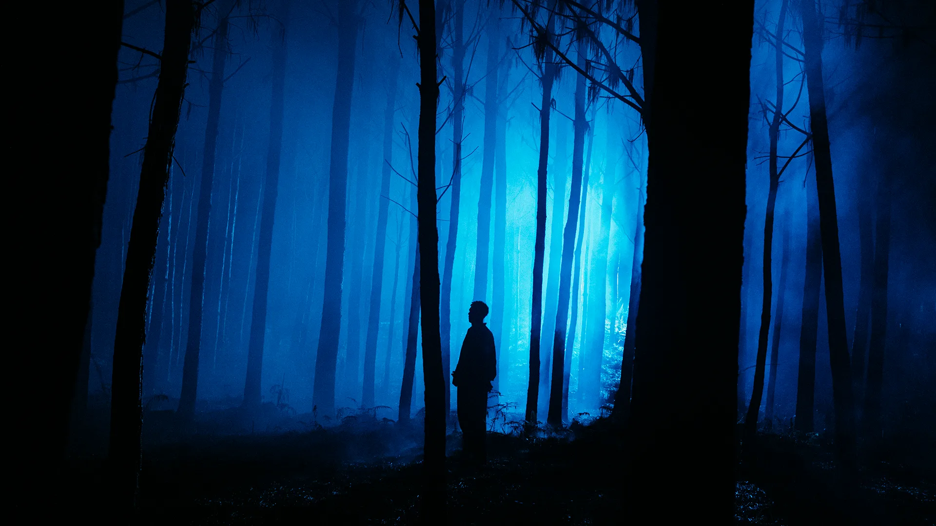 A person stands alone in a dark forest, silhouetted by blue light and mist filtering through tall, thin trees at night.