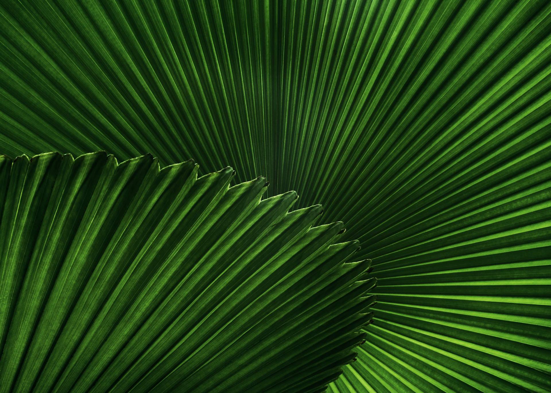 Close-up of two overlapping palm leaves, showcasing vibrant green hues and prominent, radiating veins creating a visually striking pattern.