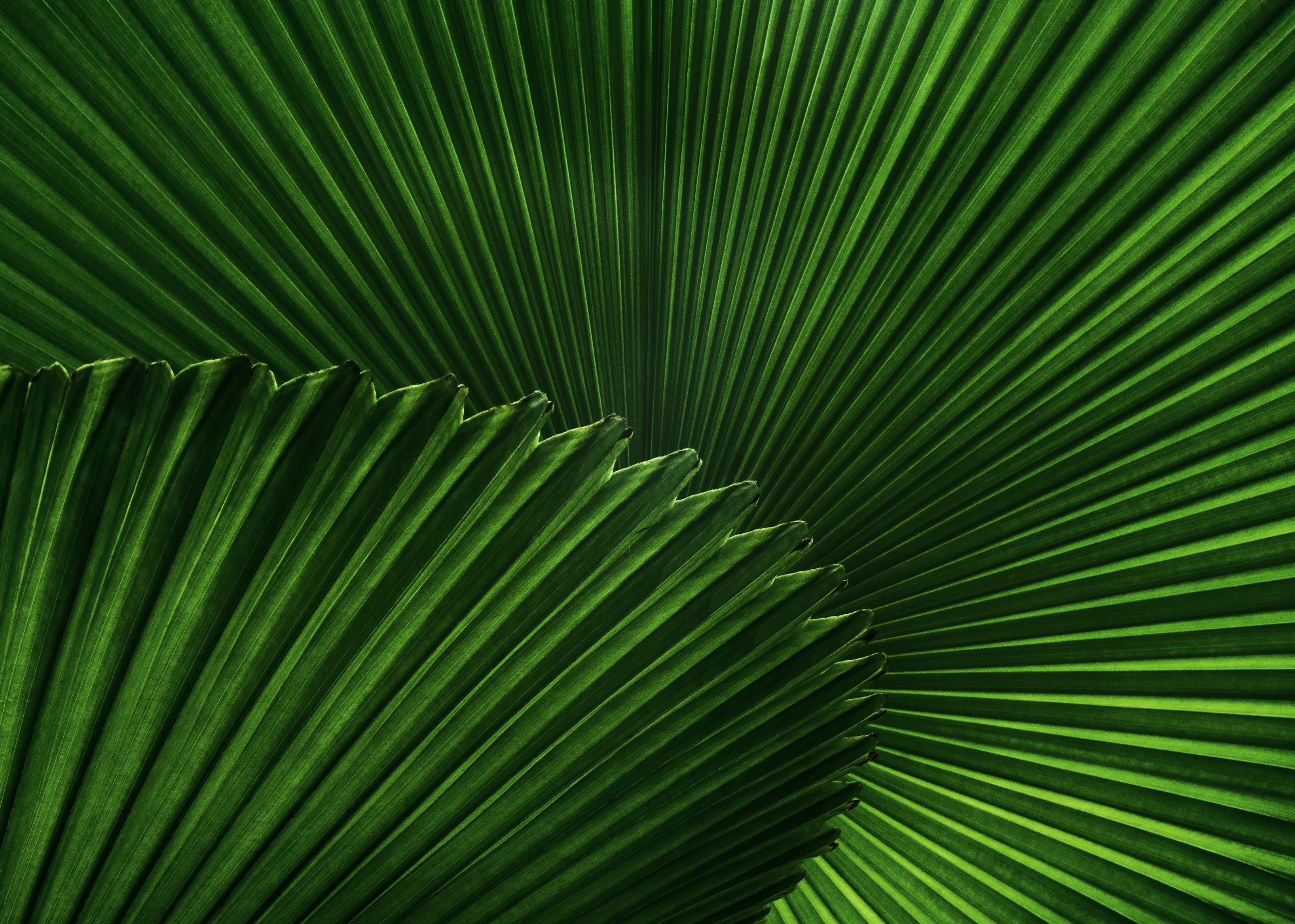 Close-up of two overlapping palm leaves, showcasing vibrant green hues and prominent, radiating veins creating a visually striking pattern.