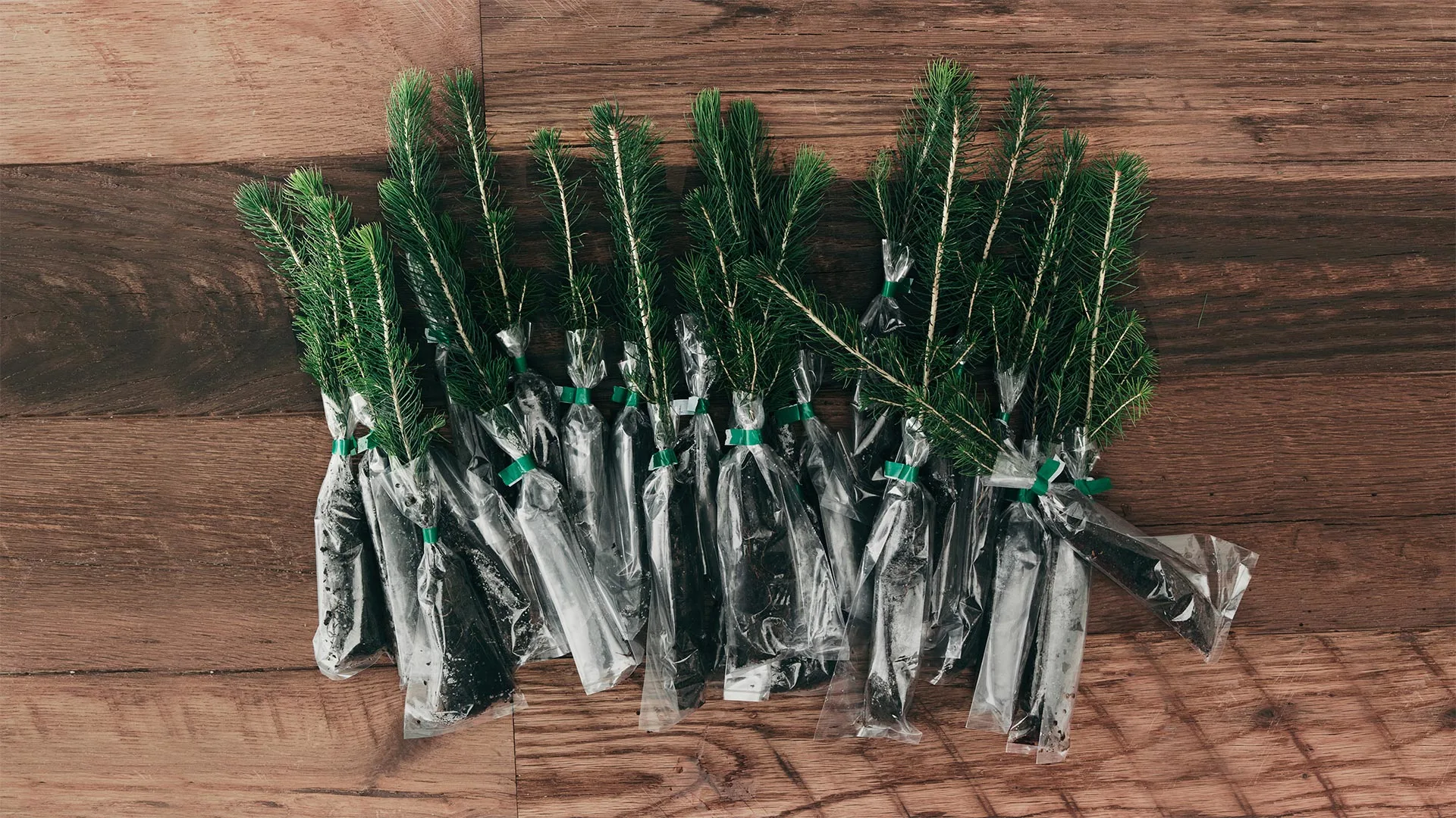 A row of small evergreen tree saplings, each with roots wrapped in plastic bags, is laid out on a wooden surface.