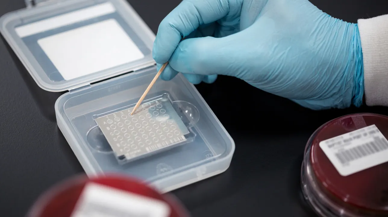 A gloved hand uses a wooden stick to touch a lab plate with multiple wells inside a plastic container, with petri dishes labeled with barcodes visible nearby on a black surface.