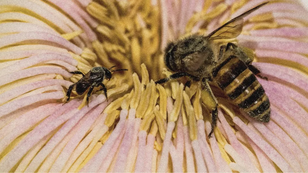 Two bees, one large and one small, are collecting pollen from the yellow and pink center of a flower. The flower’s soft petals and stamen surround the bees as they work closely together.