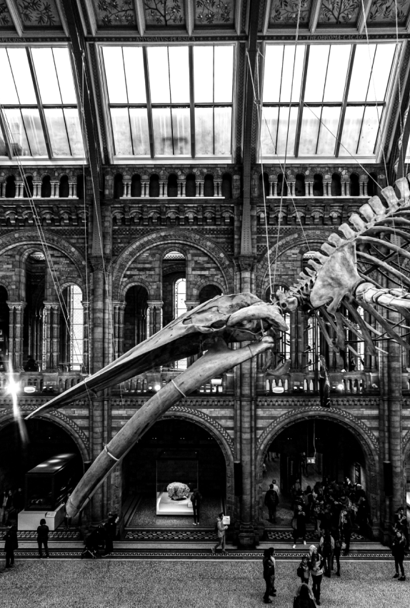 A large whale skeleton is suspended from the ceiling inside a grand, historic museum hall with arched windows and ornate architecture. Visitors walk below, observing the impressive display. The image is in black and white.