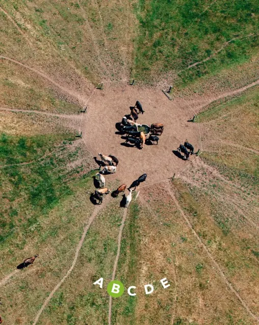 Aerial view of horses gathered in a circular dirt area on a grassy field, with five labeled points (A, B, C, D, E) arranged in a curve near the bottom of the image.