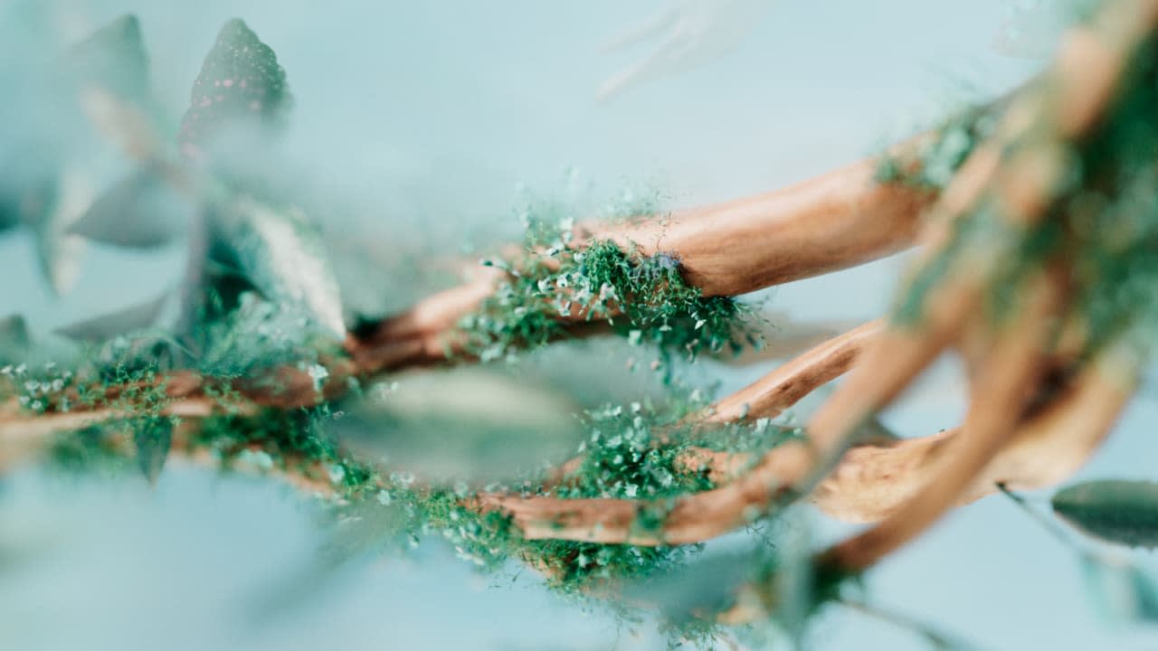 Art from nature - stick closeup