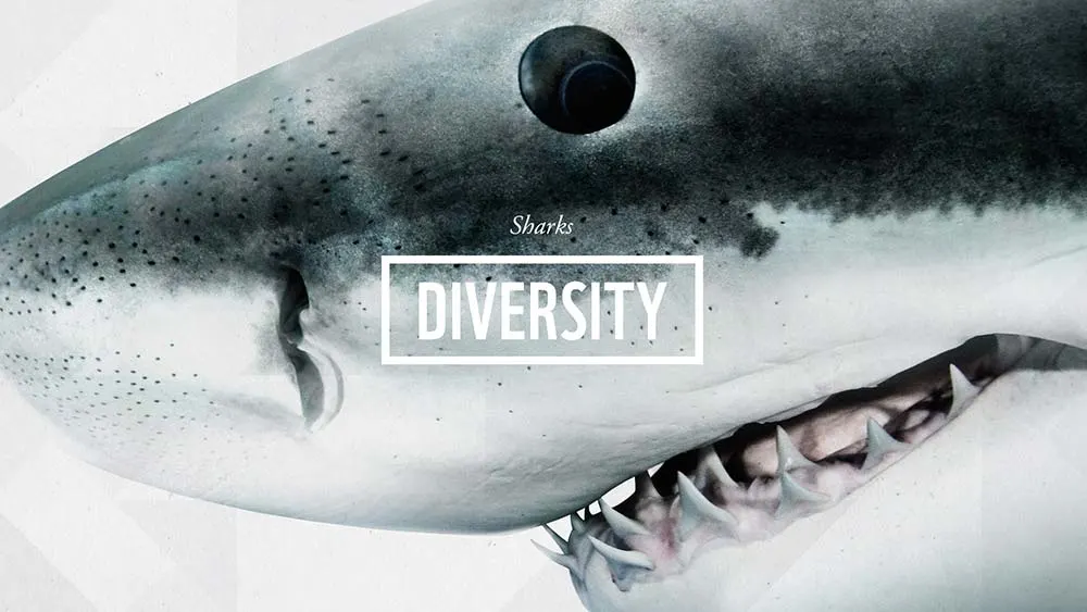 Close-up of a sharks face and mouth with sharp teeth visible. The word DIVERSITY is prominently displayed in a white box, and the word Sharks appears above it in smaller text.