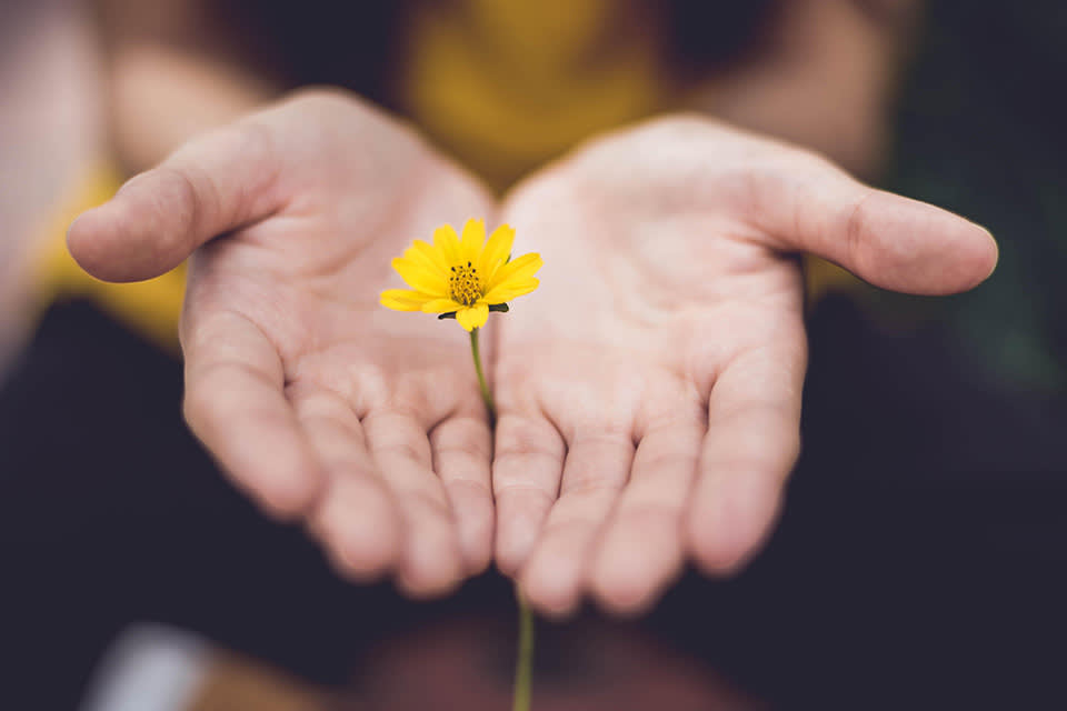 A person gently holds a small yellow flower in their cupped hands, with a soft-focus background.