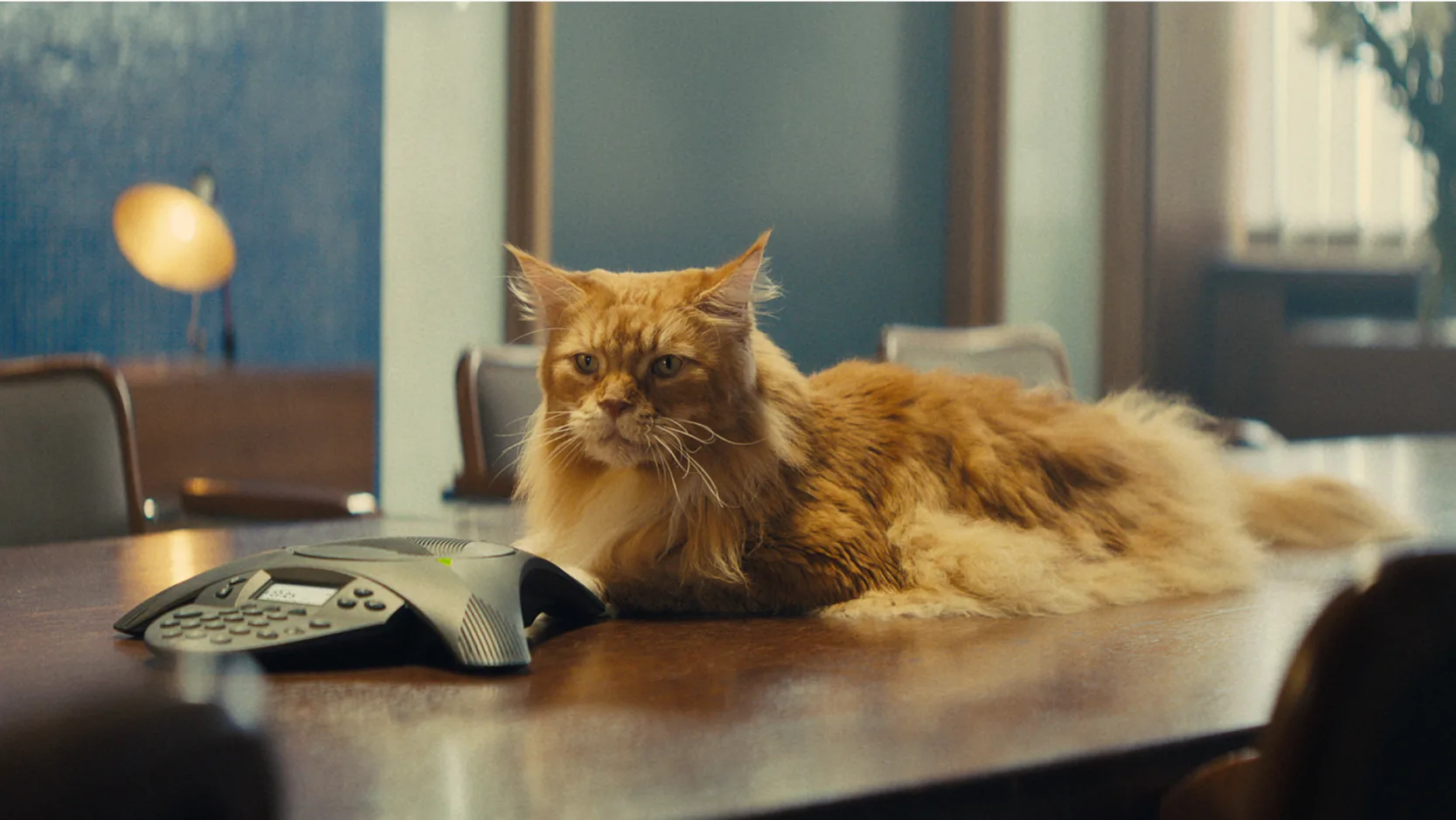 A large orange cat lies on a wooden conference table next to a speakerphone, looking ahead. The setting is an office or meeting room with chairs and a blurred background.