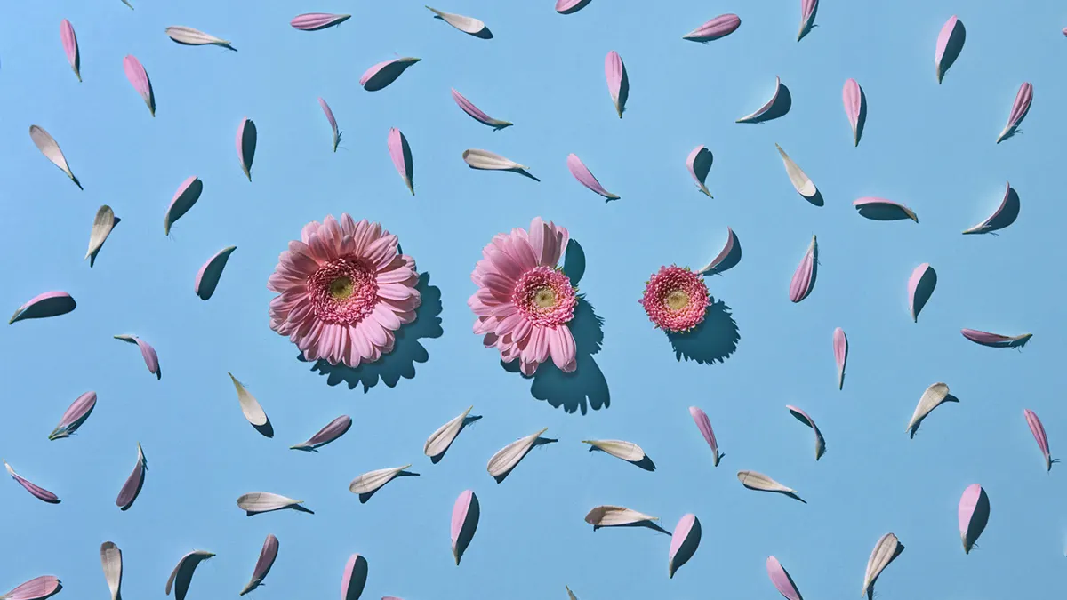Pink flowers and scattered petals are arranged in a neat pattern on a light blue background, creating a visually pleasing and colorful flat lay composition.