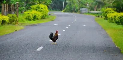 kleurrijke-haan-op-landelijke-weg &middot; fiji-samoa-en-vanuatu