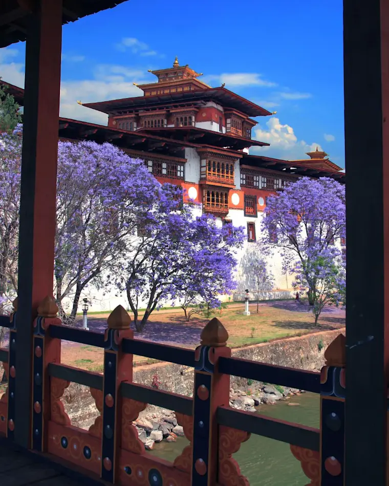 Het Punakha Dzong omgeven door bloeiende paarse palissanderbomen