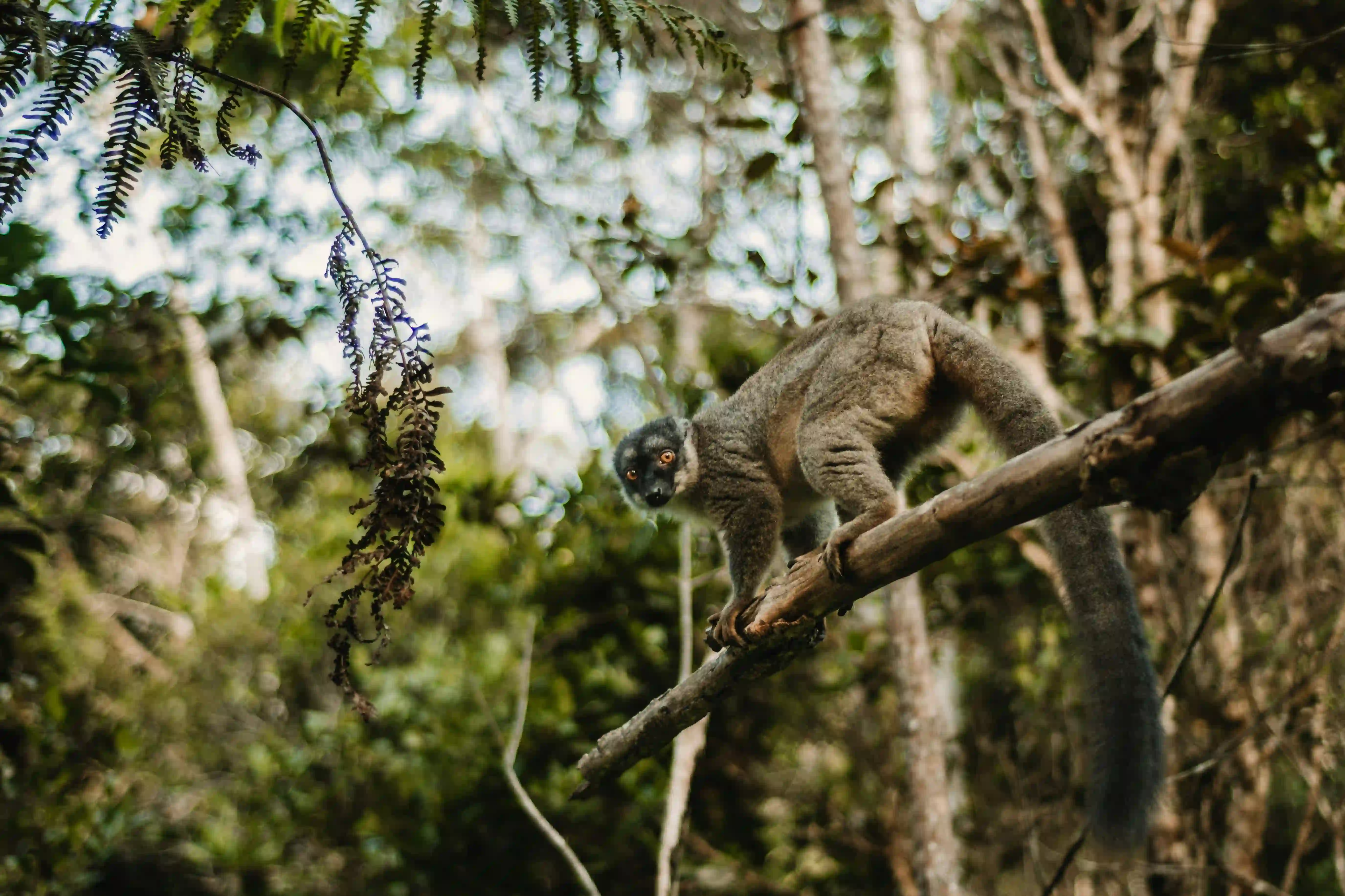 Een lemur in de prachtige natuur van Madagaskar