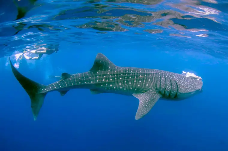Een indrukwekkende walvishaai zwemt in het kristalhelder blauwwater terwijl snorkeleers bovenaan het wateroppervlak deze majestueuze reus observeren.