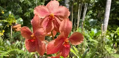 rode-orchideeen-in-tropische-tuin &middot; fiji-samoa-en-vanuatu