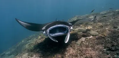 manta-ray-fiji-samoa-vanuatu-groepsreis