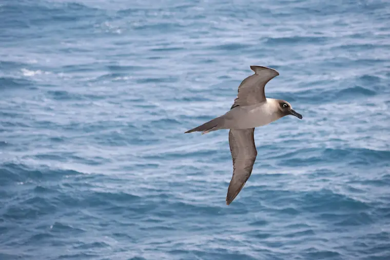 Een grijze zeevogel in volle vlucht boven de blauwe oceaan met uitgestrekte vleugels, gefotografeerd tegen het water.