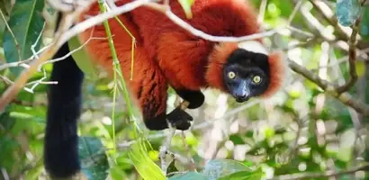 rode-lemur-eet-bladeren-in-bomen