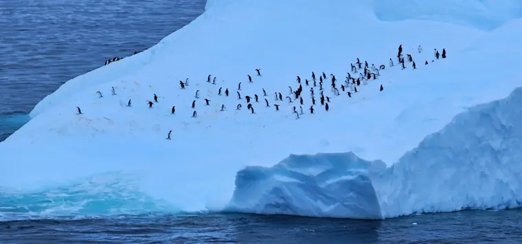 Een groot aantal pinguïns verzameld op een massief ijsbergplatform in Antarctica, omgeven door blauwwit ijs en open water, wat de fascinerende wildlife en poollandschappen van deze extreme bestemming toont.