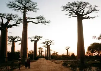 Een adembenemende zonsondergang langs de beroemde Avenue of the Baobabs in Madagaskar, waar imposante baobabbomen aan weerszijden van een zandweg zich majesteiteus aftekenen tegen de oranje lucht.