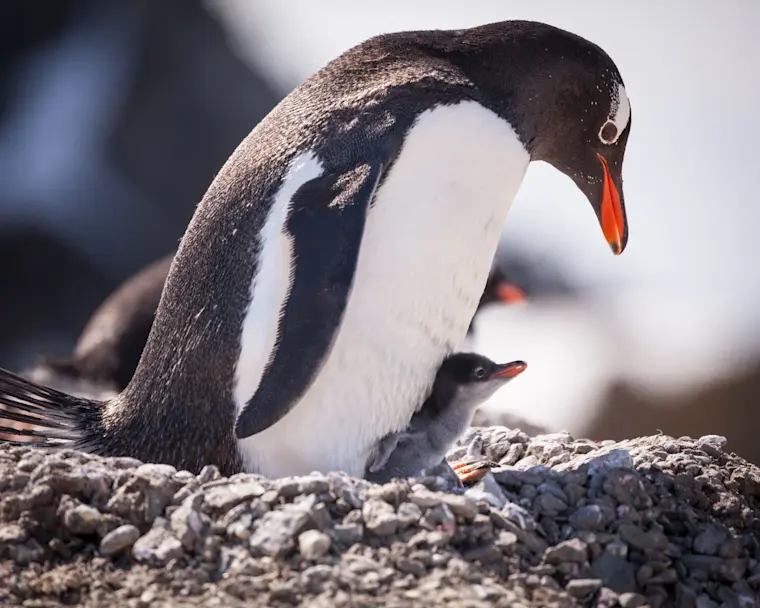 Een volwassen pinguïn beschermt teder haar kleine jong op een rotsachtig strand, met het karakteristieke zwart-witte verenpatroon duidelijk zichtbaar.