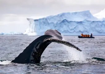 Een indrukwekkend moment waarop een walvis zijn staart uit het water heft tegen de achtergrond van een imposante ijsberg, terwijl toeristen in een rubberboot de scène observeren in een polair landschap.