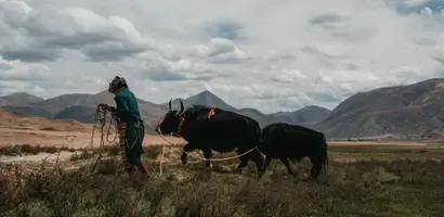 herder-met-yaks-in-berglandschap