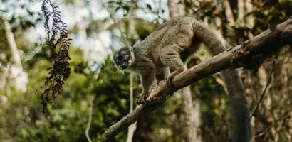 lemuur-jungle-madagascar-groepsreis