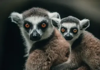 Twee ringstaartmaki's met opvallende oranje ogen kijken direct naar de camera in wat hun natuurlijke habitat in Madagaskar lijkt te zijn.