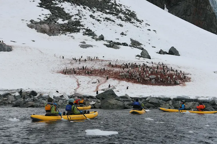Kayakers in gele kajaks observeren een grote kolonie pinguïns op een sneeuwbedekt strand in Antarctica, met rotsformaties en gletsjers op de achtergrond.