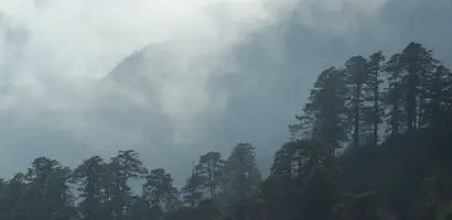 mistige-bergen-met-naaldbossen &middot; bhutan-himalaya-trek