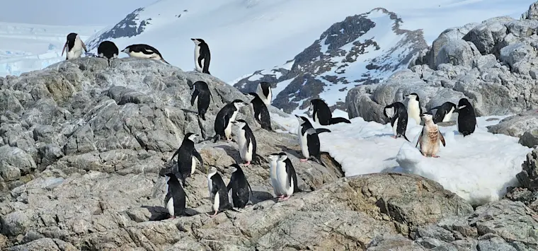 Een grote kolonie Adélie-pinguïns rust op rotsige kliffen tussen sneeuw en ijs in de Antarctische wildernis, met sneeuwtoppen op de achtergrond.