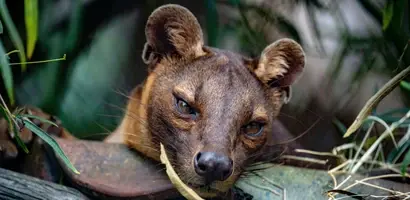 jonge-fossa-eet-bamboe