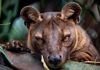 Een fossa in Madagascar in haar natuurlijke habitat, omgeven door groene vegetatie en takken, met intrigerende gele ogen die recht in de camera kijken.