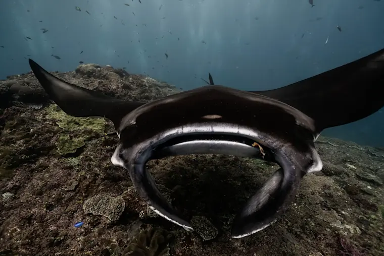 Een indrukwekkende onderwaterfoto van een mantas ray die frontaal naar de camera zwemt boven een rotsachtige zeebodem, omgeven door kleine vissen in helder blauw water.