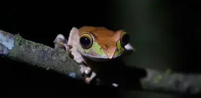 kikkerachtig-reptiel-op-nachtelijke-tak &middot; madagascar
