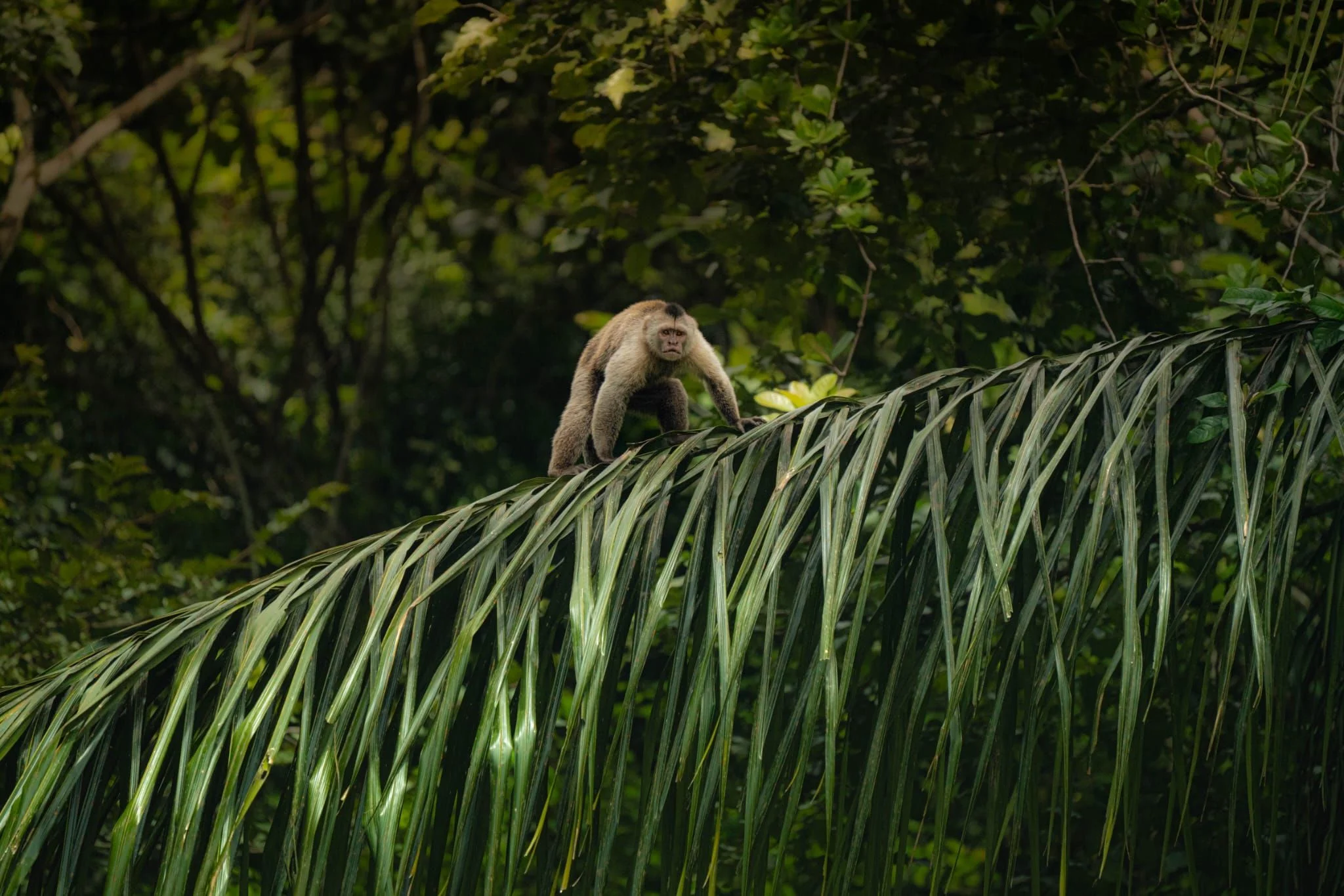 Een aap balanceert voorzichtig over een groot palmblad in het groene oerwoud, omgeven door weelderige jungle.