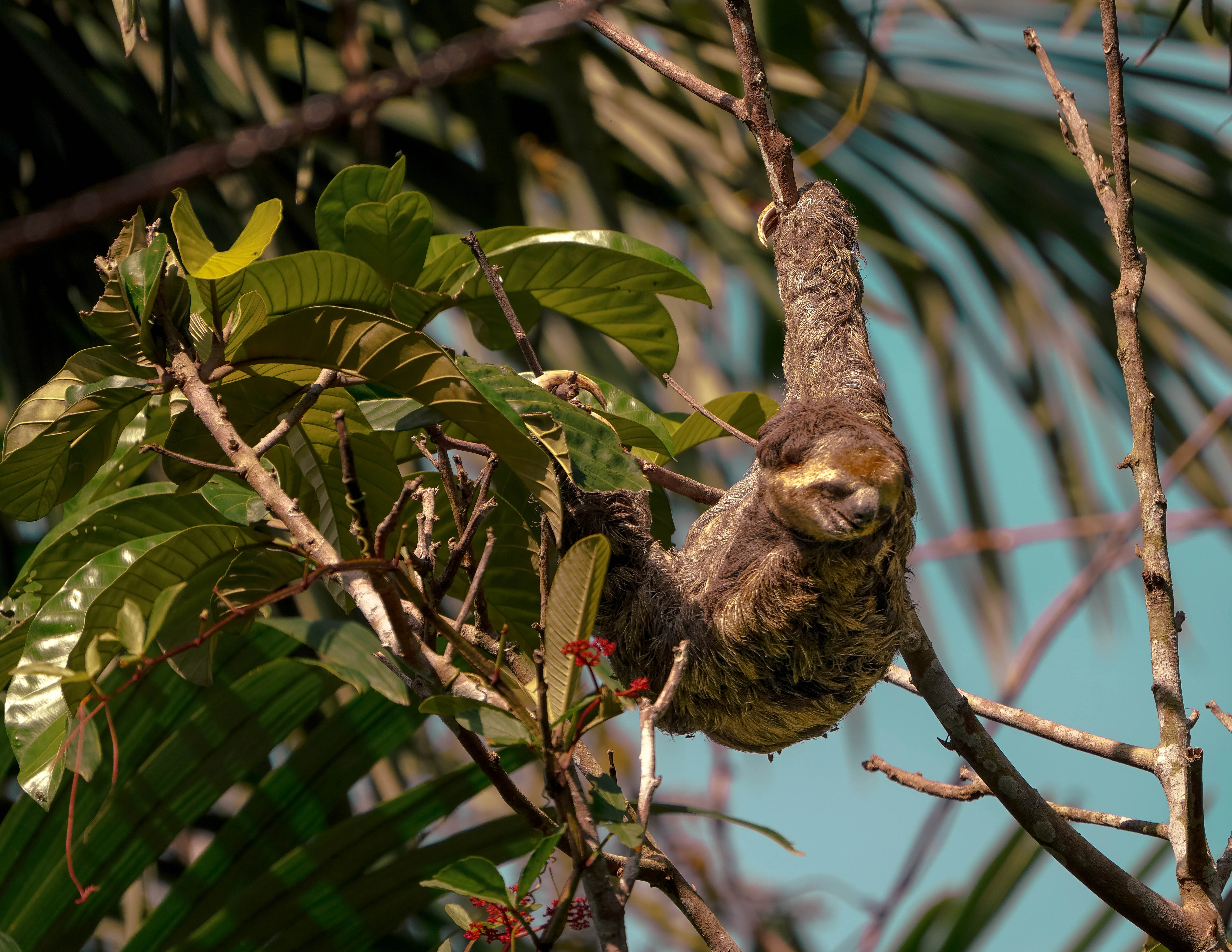Een luiaard hangt in een boom in de Amazone van Brazilië.