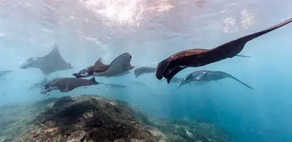 manta-s-en-haaien-rond-koraalrif &middot; fiji-samoa-en-vanuatu