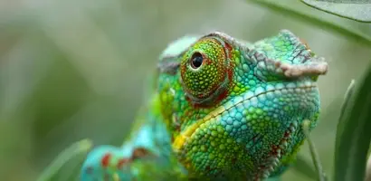 groene-leguaan-madagascar-groepsreis