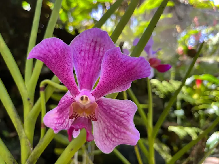 Een prachtige magenta paarse orchidee met karakteristieke bloembladen en gele meeldraden, gefotografeerd in een tropische tuinomgeving met groen gebladerte op de achtergrond.