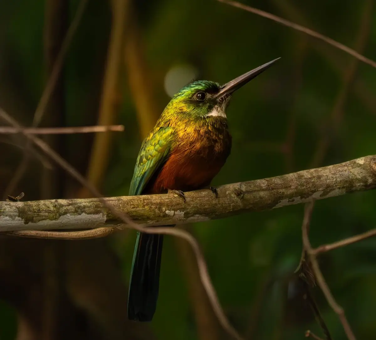 kolibrie Amazone Brazili&euml; groepsreis 
