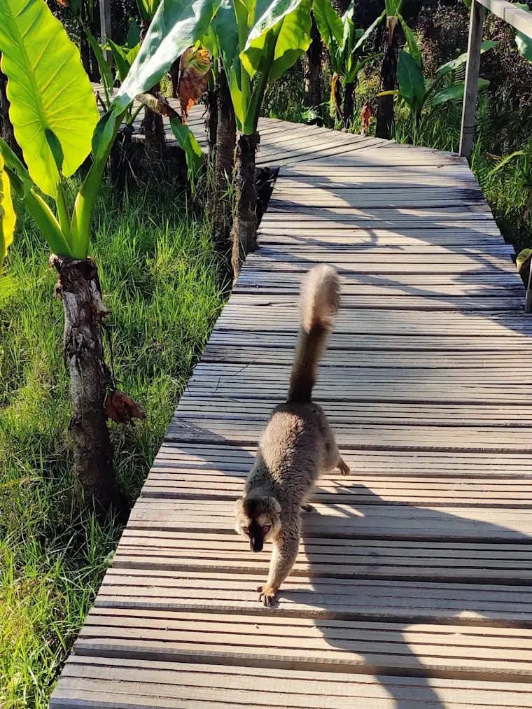 Een maki loopt over een houten boardwalk door een tropische tuin met weelderige groene planten en bananen.