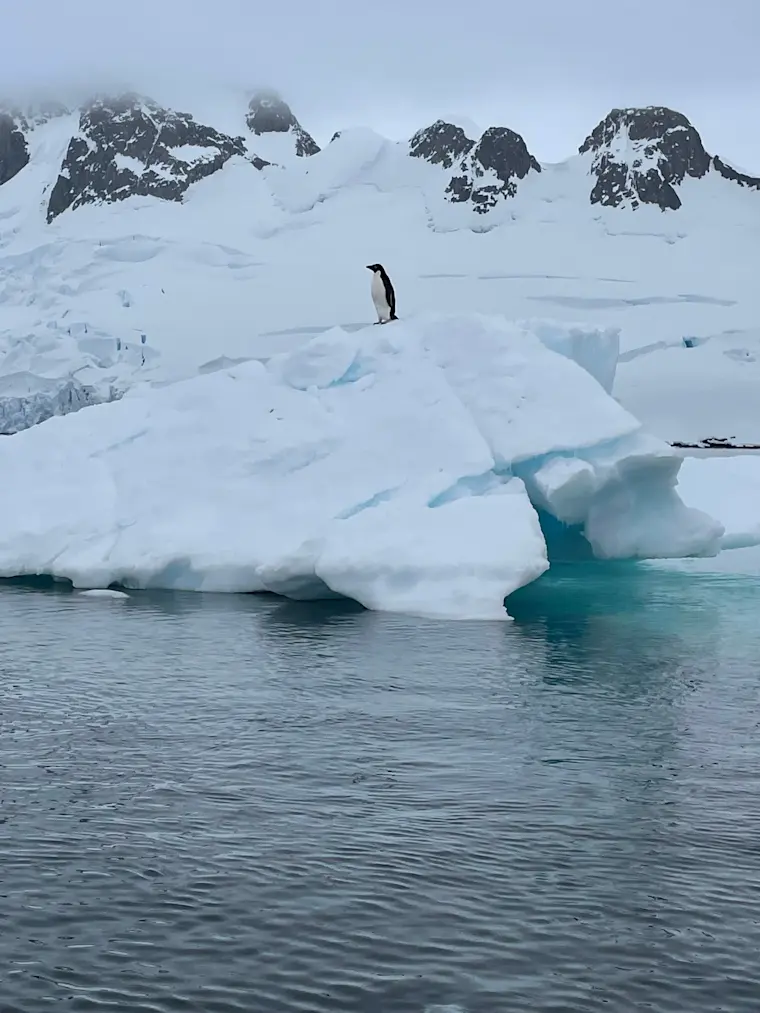 Een eenzame pinguïn staat op een imposant ijsbergie in de antarctische wateren, omgeven door besneeuwde bergtoppen en drijvend pakijs in een adembenemend polair landschap.