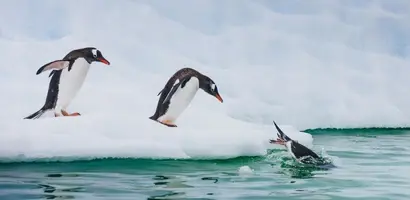 pinguins-springen-in-turquooisblauw-water