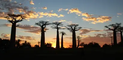 baobabs-zonsondergang-madagaskar-groepsreis