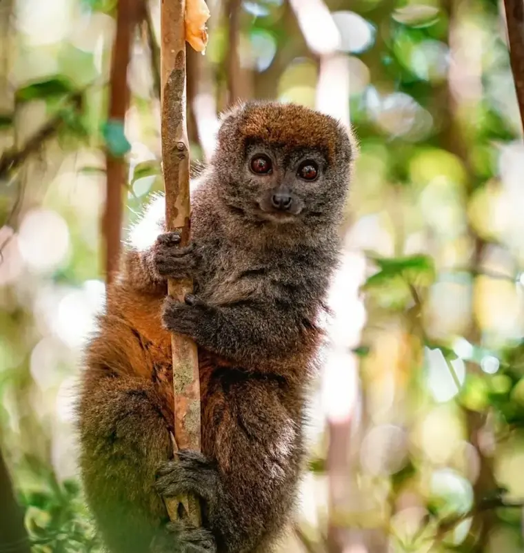Een kleine bruine lemur kijkt nieuwsgierig naar de camera terwijl hij zich vasthoudt aan een boomtak in een groene jungle omgeving.