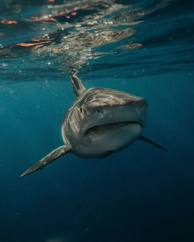 Een indrukwekkende onderwaterfoto van een witte haai die direct naar de camera zwemt in het heldere, turquoise water met zonlicht dat van bovenaf doorbreekt.